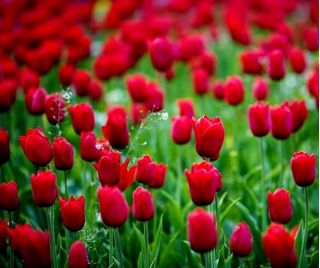 Пролетна песен на Тулипа - Песен от лалетата - 5 луковици - Tulipa Spring Song