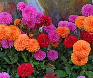 Pom-pom ziedu dālija - šķirņu maisījums - 120 sēklas - Dahlia pinnata flore pleno