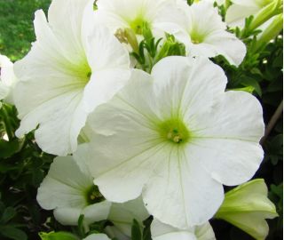 Бела петуниа са великим цветовима - 80 семена - Petunia x hybrida 