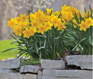 Narcissus Unsurpassable - Daffodil Unsurpassable - 5 bulbs