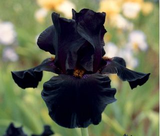 Īrisiem - Black Night - Iris germanica