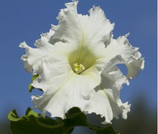 เมล็ดพันธุ์พิทูเนียสีขาว Supercascade - Petunia x hybrida pendula fimbriata - 80 เมล็ด - Petunia x hybrida fimbriatta 