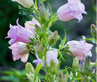 Canterbury κουδούνια - ποικιλία διπλών λουλουδιών. λουλούδι καμπάνα - 400 σπόρους - Campanula medium - σπόροι