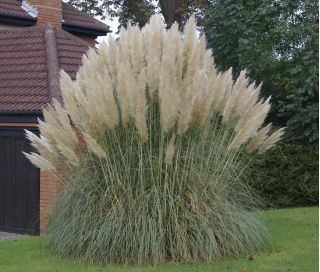 Pampas Grass sėklos - Cortaderia selloana - 156 sėklos