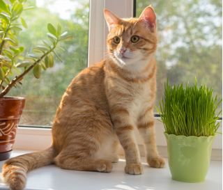 Biji Rumput Kucing -  - benih