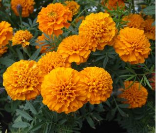 ดอกดาวเรืองฝรั่งเศส "Kora" - ดอกต่ำสีส้ม - Tagetes patula L. - เมล็ด