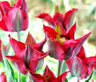Tulpės Omnyacc - pakuotėje yra 5 vnt - Tulipa Omnyacc