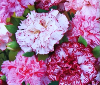 Carnation "Szabo" - multicolour variety mix; clove pink - 99 seeds