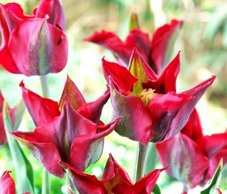 Tulipe 'Omnyacc' - grand paquet - 50 pcs