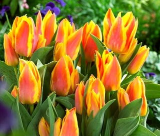 Tulipa Winnipeg - Tulipano Winnipeg - XXXL conf. 250 pz