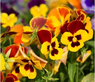 Pansy  Red Wings, Roter Flugel seeds - Viola x wittrockiana - 400 seeds