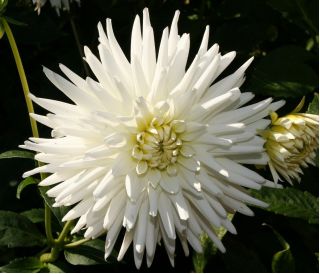 Dahlia Cactus White - čebulica / gomolj / koren