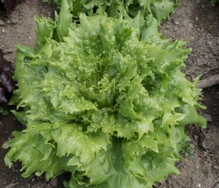 Sejamosios salotos - Ludwina - sėklos juostoje - Lactuca sativa L. 