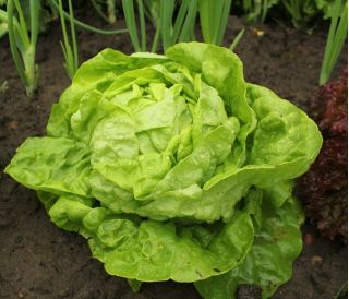 Salat Hoved - May Queen - Coatede frø - 50 frø - Lactuca sativa L. var. Capitata