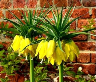 皇冠 - 黄色;皇家贝母，凯撒的王冠 - Fritillaria imperialis