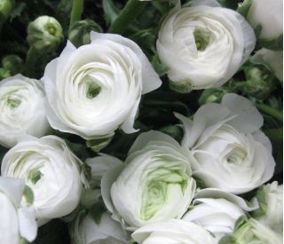 Pryskyřník, Pryskyřník bílý - 10 květinové cibule - Ranunculus