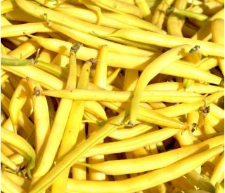 Geltonosios prancūziškos pupelės - Phaseolus vulgaris - sėklos