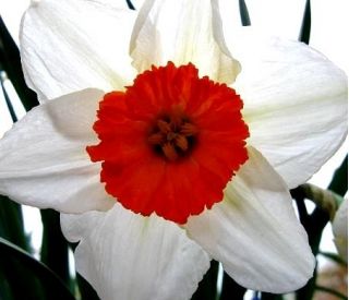 Narcissus profesor Einstein - narcis profesor Einstein - 5 květinové cibule