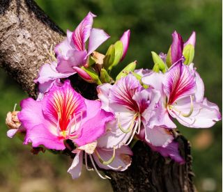 Orkidetræ - Bauhinia variegata - frø