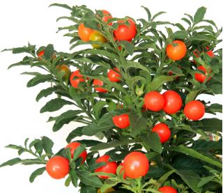 เยรูซาเล็มเชอร์รี่, มาเดราเมล็ดเชอร์รี่ฤดูหนาว - Solanum pseudocapsicum - 30 เมล็ด