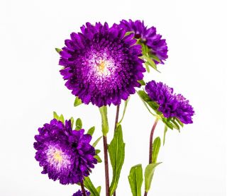 紫色のポンポンフラワーアスター -  500種子 - Callistephis chinensis - シーズ