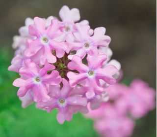 Вербена Хомстед Пурпурные семена - Вербена х гибридная pendula - 252 семян - Verbena x hybrida pendula