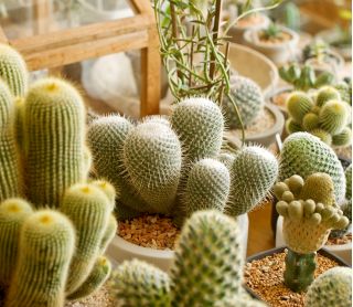 Cactusfamilie - gemend - 100 zaden - Cactaceae