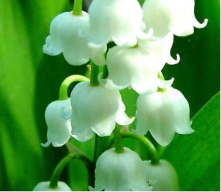 Convallaria Majalis, Lily of the Valley