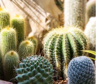 Sjeme kaktusa - 100 sjemenki - Cactaceae - sjemenke