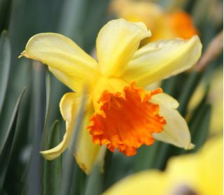 Narcissus Fortissimo - Νάρκισσος Φορτισίμο - 5 βολβοί