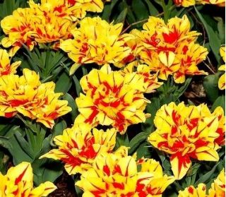 Tulipa Monsella - Tulip Monsella - 5 củ