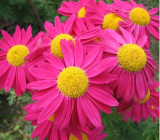 Boyalı Daisy Robinson'ın Tek Mix tohumları - Kasımpatı coccineum - 200 tohumları - Chrysanthemum coccineum