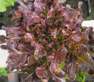 BIO Alface - Foliosa - Red Salad Bowl - 518 sementes - Lactuca sativa var. foliosa