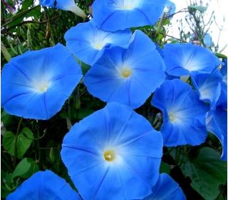 Gloria de la mañana - Heavenly blue - 135 semillas - Ipomoea purpurea