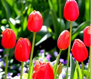 Bài hát mùa xuân hoa tulip - Bài hát mùa xuân hoa tulip - 5 củ - Tulipa Spring Song