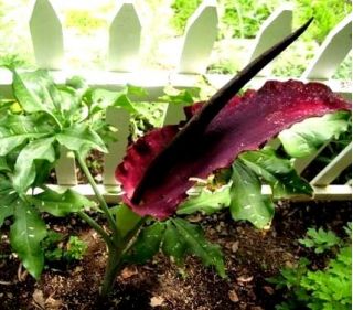 Dragon lily – Dracunculus vulgaris; common dracunculus, dragon arum, black arum, voodoo lily, snake lily, stink lily, black dragon, black lily, dragonwort, ragons