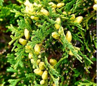 白雪松种子 - 金钟柏occidentalis  -  65种子 - Thuja - 種子