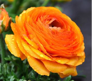 Leinikit - Oranssi - paketti 10 kpl - Ranunculus