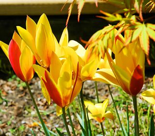 Tulipa Cynthia - 튤립 신시아 - 5 알뿌리