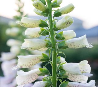 फॉक्सग्लोव - सफेद-फूल वाले; आम फॉक्सग्लोव, बैंगनी फॉक्सग्लोव, महिला का दस्ताना - 1800 बीज - 