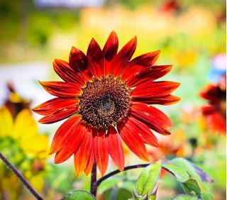 Okrasná slunečnice "Večerní slunce" - červenohnědá - 50 semen - Helianthus annuus - semena
