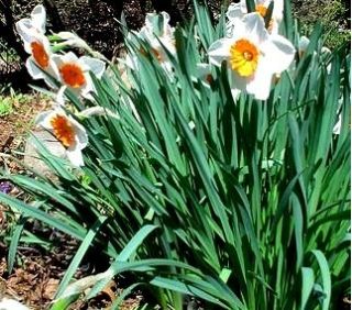 Narcissus Profesor Einstein - Profesor Daffodil Einstein - 5 bulbi