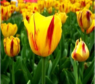 Tulipaner Washington - pakke med 5 stk - Tulipa Washington