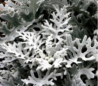 Dusty Miller Seeds - Cineraria maritima - 380 เมล็ด - Cineraria maritima, syn. Senecio maritima.