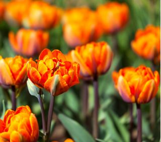 Tulipa Orange Princess - Tulip Orange Princess - 5 bulbs