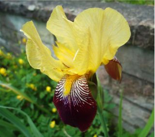 Iris germanica Nibelungen - umbi / umbi / akar