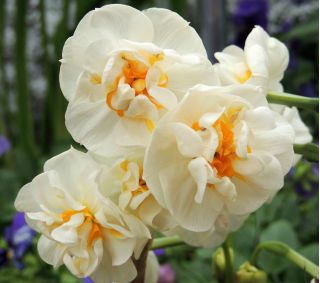 Narcissus - Bridal Crown - pacchetto di 5 pezzi