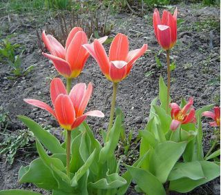 Tulipan Fashion - pakke med 5 stk - Tulipa Fashion