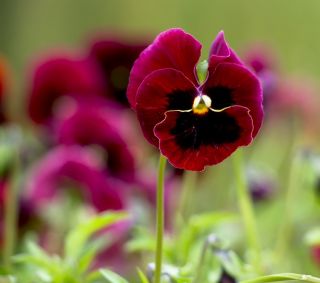 Amor - perfeito - Schweizer Riesen - Alpenglow - 360 sementes - Viola x wittrockiana Schweizer Riesen