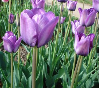 Tulpes Blue Aimable - 5 gab. Iepakojums - Tulipa Blue Aimable